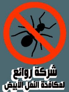 شركة مكافحة النمل الابيض