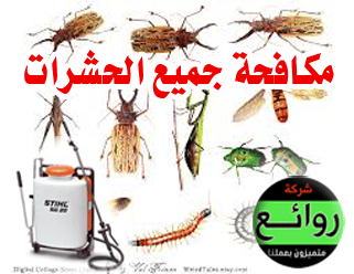 مكافحة الحشرات بالرياض